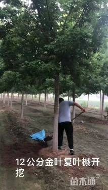 12公分金叶复叶槭