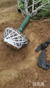 30公分日本晚樱