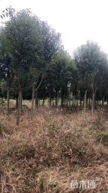 10公分造型大叶女贞