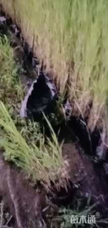 高度55厘米芦苇