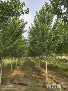 10公分美国红枫