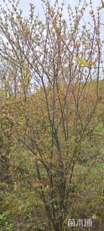 高度300厘米花石榴