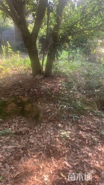 高度800厘米丛生桂花