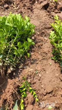 冠幅50厘米瓜子黄杨球