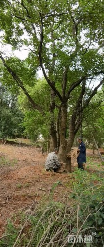 95公分丛生乌桕