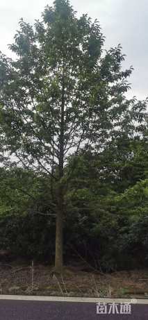 20公分乐昌含笑