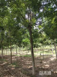 8公分国槐