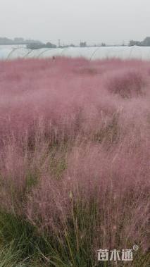 高度30厘米粉黛乱子草