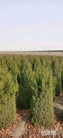 高度300厘米塔柏