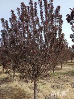 10公分王族海棠