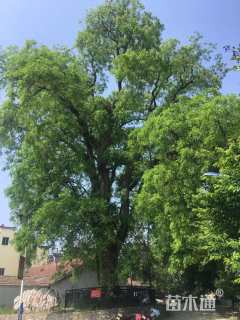 65公分皂荚
