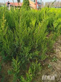 高度80厘米蜀桧