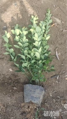 高度45厘米胶东卫矛