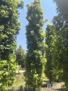 8公分北美枫香剪影