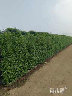 60公分造型月季