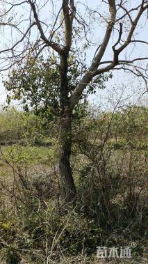 15公分乌桕