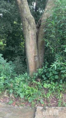 90公分朴树