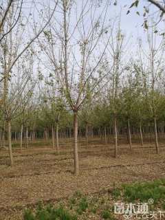 14公分金叶复叶槭