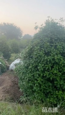 高度550厘米丛生桂花