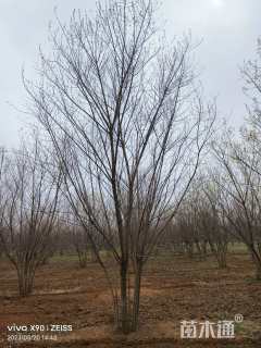 高度750厘米丛生五角枫