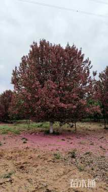 12公分亚当海棠