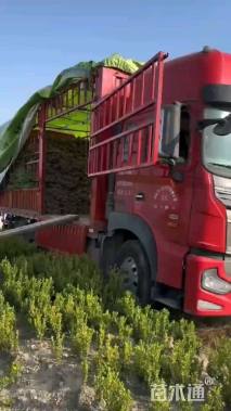 高度40厘米瓜子黄杨