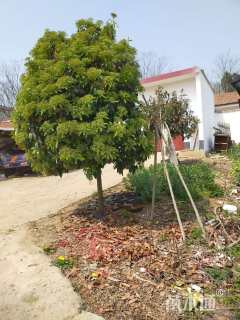 高度200厘米中华石楠