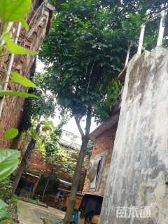 高度450厘米黄皮