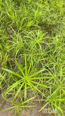 高度16厘米旱伞草