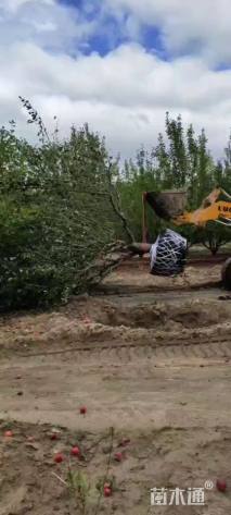 24公分八棱海棠