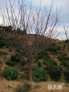 12公分日本晚樱