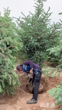 高度300厘米云杉