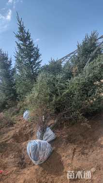 高度450厘米云杉