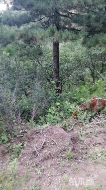 高度700厘米油松