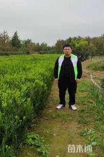 冠幅150厘米瓜子黄杨球