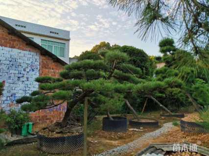 高度350厘米黑松