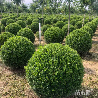 冠幅40厘米瓜子黄杨球