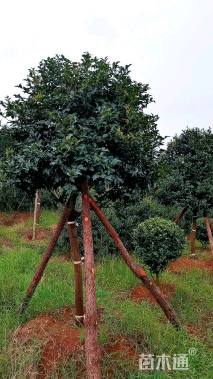 高度300厘米茶梅