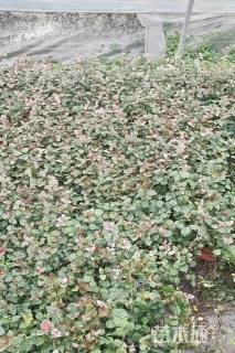 20厘米花叶络石