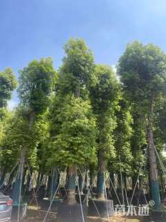 20公分金丝楠木