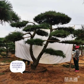 20公分造型黑松