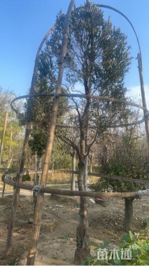 高度500厘米黄杨