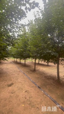 10公分欧洲小叶椴