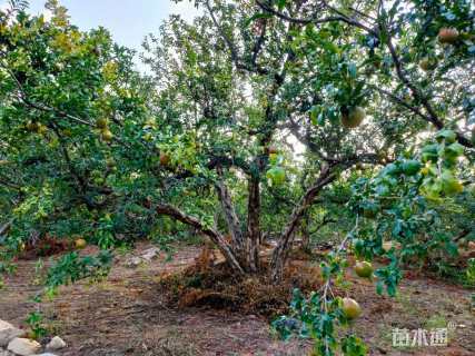 高度280厘米丛生石榴