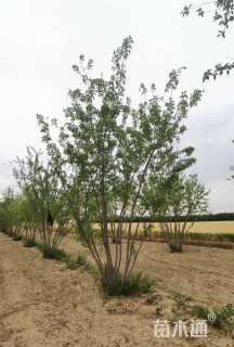 高度600厘米丛生茶条槭