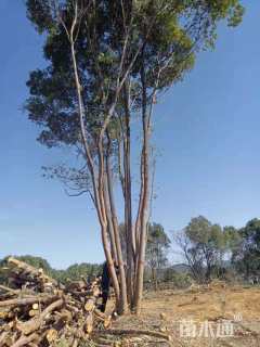 20公分多杆香樟