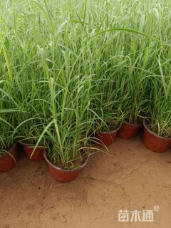 高度24厘米芦苇