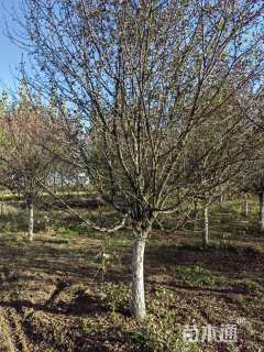 15公分亚当海棠