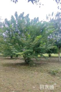 高度700厘米丛生三角枫