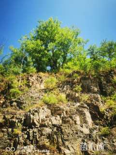 4公分(3杆)丛生黄连木